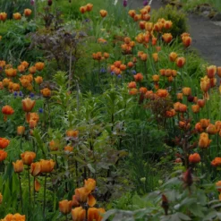 Tulip 'Cairo' -Cheap Ethereal Yard Store tulip cairo 1 scaled