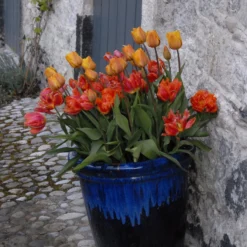 Tulip 'Cairo' -Cheap Ethereal Yard Store tulip cairo 11 scaled