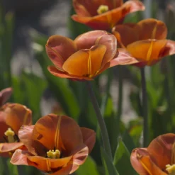 Tulip 'Cairo' -Cheap Ethereal Yard Store tulip cairo 12 scaled