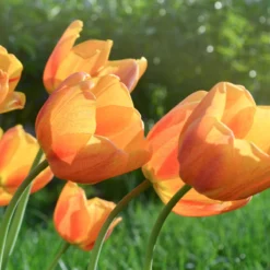 Tulip 'Cairo' -Cheap Ethereal Yard Store tulip cairo 16 scaled