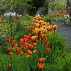 Tulip 'Cairo' -Cheap Ethereal Yard Store tulip cairo 2 scaled