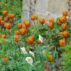 Tulip 'Cairo' -Cheap Ethereal Yard Store tulip cairo 3 scaled