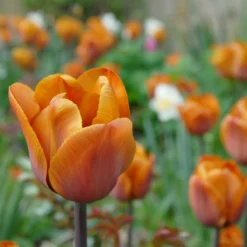 Tulip 'Cairo' -Cheap Ethereal Yard Store tulip cairo 5 scaled