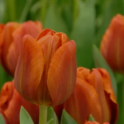 Tulip 'Cairo' -Cheap Ethereal Yard Store tulip cairo 6 scaled