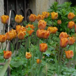 Tulip 'Cairo' -Cheap Ethereal Yard Store tulip cairo 8 scaled