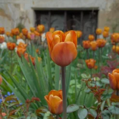 Tulip 'Cairo' -Cheap Ethereal Yard Store tulip cairo 9 scaled