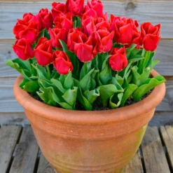 Tulip 'Calgary Red'