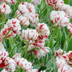 Tulip 'Carnaval De Nice' -Cheap Ethereal Yard Store tulip carnaval de nice 1