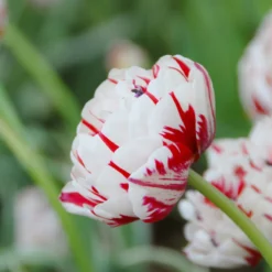 Tulip 'Carnaval De Nice' -Cheap Ethereal Yard Store tulip carnaval de nice 3