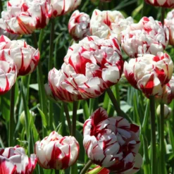 Tulip 'Carnaval De Nice' -Cheap Ethereal Yard Store tulip carnaval de nice 3 3cf991a6 f85b 490c ba86 e8bd6b2de4c0