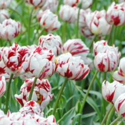Tulip 'Carnaval De Nice' -Cheap Ethereal Yard Store tulip carnaval de nice 4