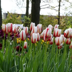 Tulip 'Carnaval De Rio' -Cheap Ethereal Yard Store tulip carnaval de rio 2 45f04f3d 1f18 4400 b9df cfb723ef438e