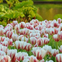 Tulip 'Carnaval De Rio' -Cheap Ethereal Yard Store tulip carnaval de rio 3