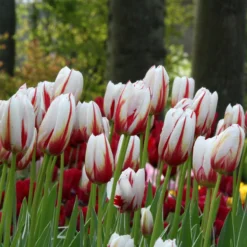 Tulip 'Carnaval De Rio' -Cheap Ethereal Yard Store tulip carnaval de rio 3 bee518f2 7006 4504 99e7 c132a7023dd2