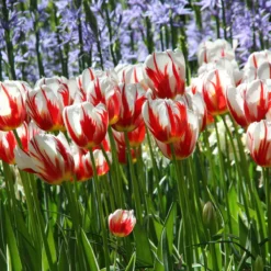 Tulip 'Carnaval De Rio' -Cheap Ethereal Yard Store tulip carnaval de rio 4