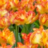Tulip 'Caribbean Parrot'
