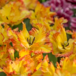 Tulip 'Caribbean Parrot' -Cheap Ethereal Yard Store tulip carribean parrot 3 scaled