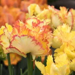 Tulip 'Caribbean Parrot' -Cheap Ethereal Yard Store tulip carribean parrot 6 scaled