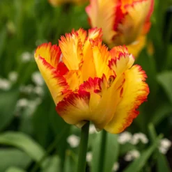 Tulip 'Caribbean Parrot' -Cheap Ethereal Yard Store tulip carribean parrot 8 scaled