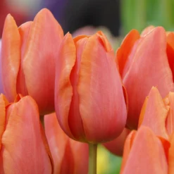 Cheap Ethereal Yard Store -Cheap Ethereal Yard Store tulip charade 3