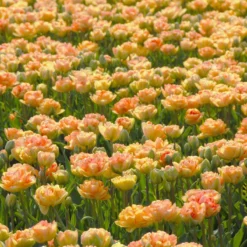 Tulip 'Charming Lady' -Cheap Ethereal Yard Store tulip charming lady 2