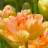 Tulip 'Charming Lady'