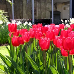 Tulip 'Cherry Delight' -Cheap Ethereal Yard Store tulip cherry delight 1