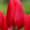 Tulip 'Cherry Delight'