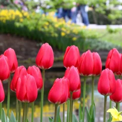 New Products -Cheap Ethereal Yard Store tulip cherry delight 8