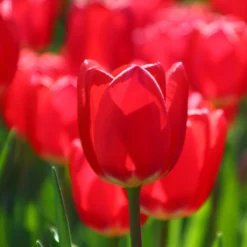 Tulip 'Cherry Delight' -Cheap Ethereal Yard Store tulip cherry delight 9