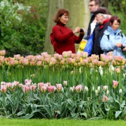 Tulip 'China Town' -Cheap Ethereal Yard Store tulip china town 3 b2fa9c66 ee19 4102 9f38 50964072caa4