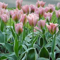 Tulip 'China Town' -Cheap Ethereal Yard Store tulip china town 4