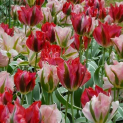 Tulip 'China Town' -Cheap Ethereal Yard Store tulip china town 5