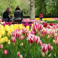 Tulip Collection 'Club Mix' 9 Tulip Collection 'Club Mix' -Cheap Ethereal Yard Store tulip club mix 3