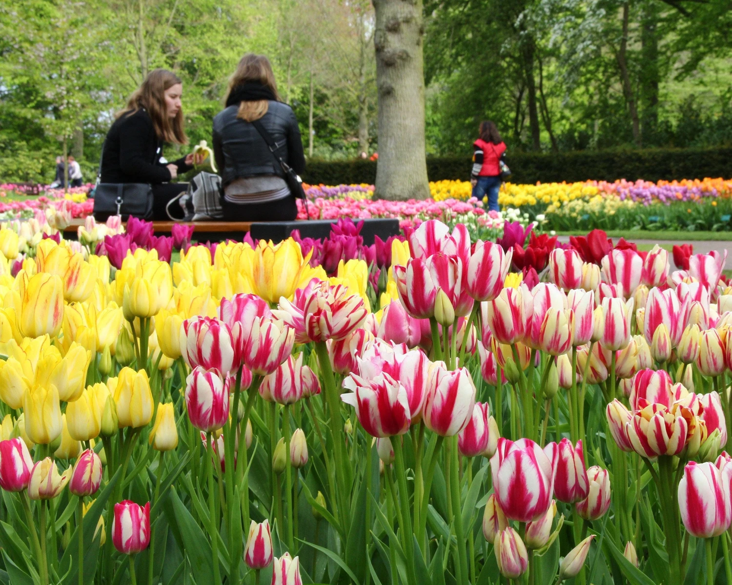 Tulip Collection 'Club Mix' 4 Tulip Collection 'Club Mix' - Image 4