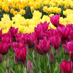 Tulip Collection 'Club Mix' 10 Tulip Collection 'Club Mix' -Cheap Ethereal Yard Store tulip club mix 4