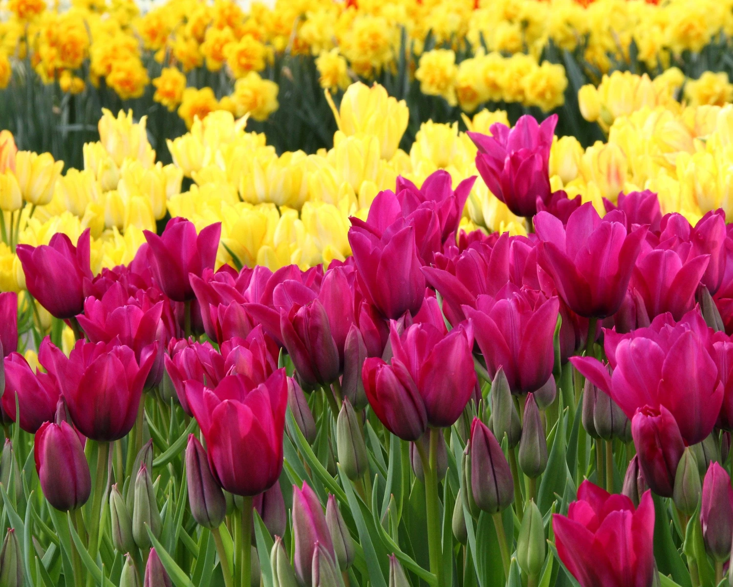 Tulip Collection 'Club Mix' 5 Tulip Collection 'Club Mix' - Image 5