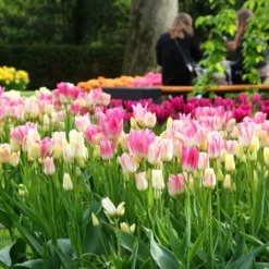 Tulip Collection 'Club Mix' 8 Tulip Collection 'Club Mix' -Cheap Ethereal Yard Store tulip club mix 5