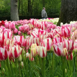 Tulip Collection 'Club Mix' 11 Tulip Collection 'Club Mix' -Cheap Ethereal Yard Store tulip club mix 6