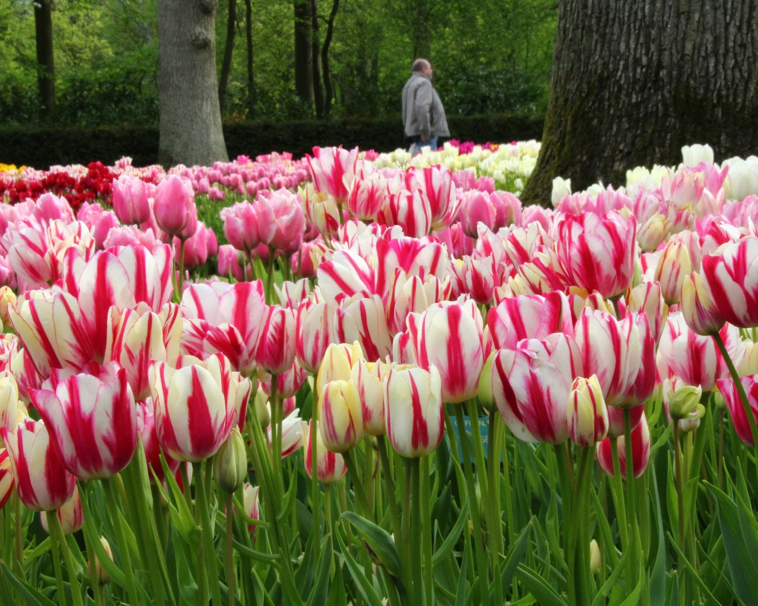 Tulip Collection 'Club Mix' 6 Tulip Collection 'Club Mix' - Image 6