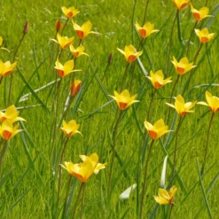 Tulip Clusiana Var. Chrysantha -Cheap Ethereal Yard Store tulip clusiana chrysantha 2 scaled