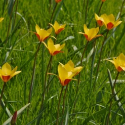 Tulip Clusiana Var. Chrysantha -Cheap Ethereal Yard Store tulip clusiana chrysantha 3 scaled