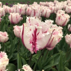 Tulip 'Coldplay' -Cheap Ethereal Yard Store tulip coldplay 01 scaled