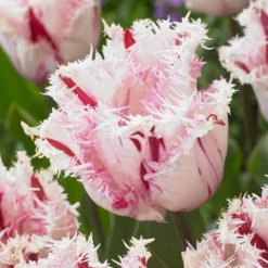 Tulip 'Coldplay' -Cheap Ethereal Yard Store tulip coldplay 1