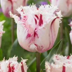 Tulip 'Coldplay' -Cheap Ethereal Yard Store tulip coldplay 2