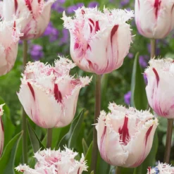Tulip 'Coldplay' -Cheap Ethereal Yard Store tulip coldplay 3
