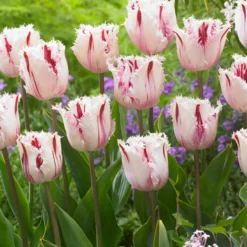 Tulip 'Coldplay' -Cheap Ethereal Yard Store tulip coldplay 4