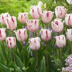 Tulip 'Coldplay' -Cheap Ethereal Yard Store tulip coldplay 5