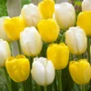 Tulip Collection 'Best Wishes'
