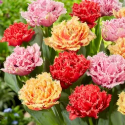 Tulip Collection 'Down Under' -Cheap Ethereal Yard Store tulip collection down under 2 scaled